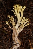 Ramaria cystidiophora image