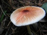 Leucoagaricus rubrotinctus image