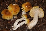 Tricholoma arvernense image