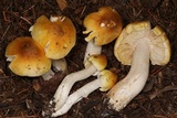 Tricholoma arvernense image