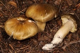 Tricholoma subsejunctum image