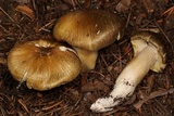 Tricholoma subsejunctum image