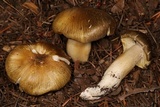 Tricholoma subsejunctum image