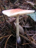 Leucoagaricus rubrotinctus image