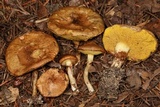Suillus umbonatus image