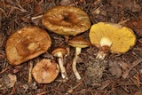 Suillus umbonatus image