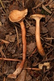 Lactarius alpinus image