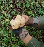 Suillus caerulescens image