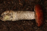 Leccinum manzanitae image