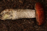Leccinum manzanitae image