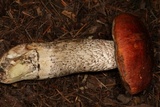 Leccinum manzanitae image