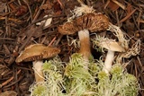 Hebeloma crustuliniforme image