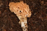 Ramaria celerivirescens image