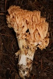 Ramaria celerivirescens image