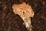 Ramaria celerivirescens image