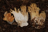 Ramaria celerivirescens image
