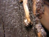 Inocybe geophylla var. lilacina image