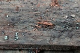 Chlorociboria aeruginosa image