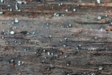 Chlorociboria aeruginosa image