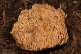 Ramaria gelatinosa image