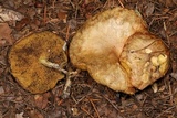 Suillus umbonatus image