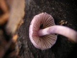 Inocybe geophylla var. lilacina image