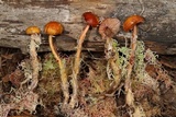 Hygrocybe laeta var. laeta image