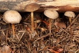 Strobilurus albipilatus image