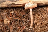 Lepiota subincarnata image