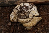 Russula cascadensis image