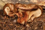 Paxillus involutus image