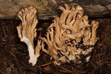 Ramaria caulifloriformis image