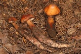 Phaeocollybia piceae image