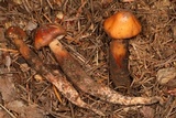 Phaeocollybia piceae image