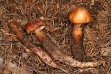 Phaeocollybia piceae image