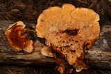Pycnoporellus fulgens image