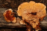 Pycnoporellus fulgens image