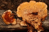 Pycnoporellus fulgens image