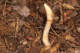 Clavariadelphus occidentalis image