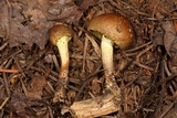 Cortinarius croceus image