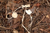 Leucocoprinus cepistipes image
