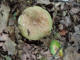 Russula heterophylla image