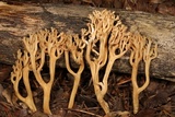 Ramaria testaceoflava image