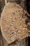 Daedalea quercina image