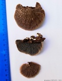 Daedalea flavida image