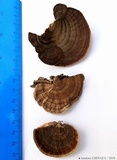 Daedalea flavida image