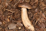 Lactarius kauffmanii image