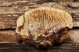 Gloeophyllum sepiarium image