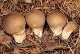 Lycoperdon molle image