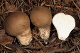 Lycoperdon molle image